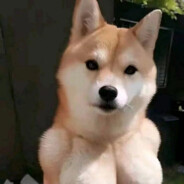 翻斗花园开轰趴