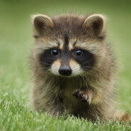 闪五连鞭马保国