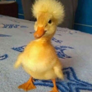 可这个世界太吵了