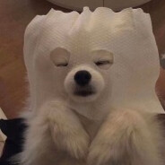 爱吃红烧肉的猪