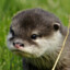 Otter