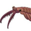 Anomalocaris