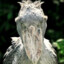 Troglodyte