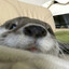 maybe OTTER time