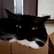 TheBlackVoid avatar