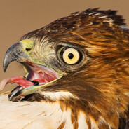 The Buzzard - steam id 76561197967145669