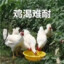 早起的鸟梆硬