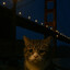 SAD CAT