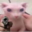 Bingus