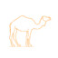 camel