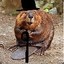 Gentleman Beaver