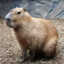 Capybara