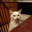 EVIL@bandit