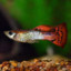 Fish_Guppy
