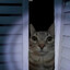 Path of Cat 2