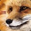 [PLOW]Fox