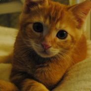 ajt - steam id 76561197961399324