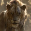 Scar