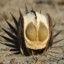 Sage Grouse