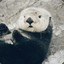 Sea_Otter_XD