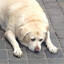 oprahsdog