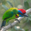 Red-Crowned Barbet