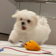 翻斗花园壮壮妈