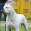 Dogo Argentino