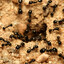 Hundreds Of Ants