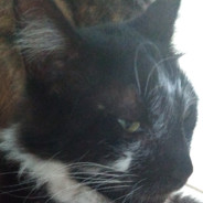 Gato Afonso