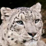 CheeseSnowLeopard