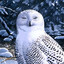 OwlWatcher