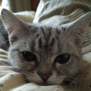 Miko