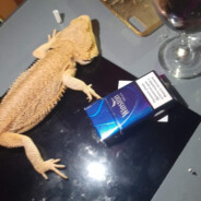 jaguarbog