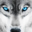wolf of ankara