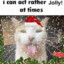 im a jolly fellow