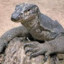 MonitorLizard