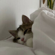 MeowMeow ♡ - steam id 76561197962947069