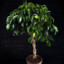 Ficus