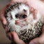 Gorgi the Hedgehog