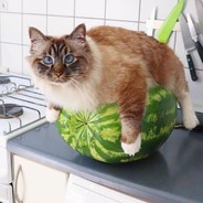 Cattermelon