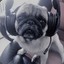 Rolex_the_Pug