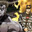 THRAX FN