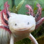 Axuala