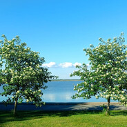 vilepaju.jaanus