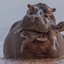 Stop Hippo Infantcide