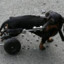 cachorro cadeirante
