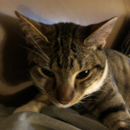 haki