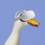 Šampkinz (duck_vr)