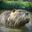 Rat